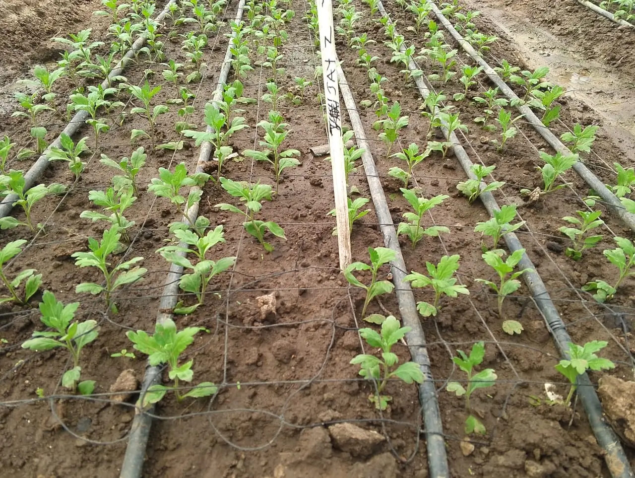 Bio Organic Limited (1)