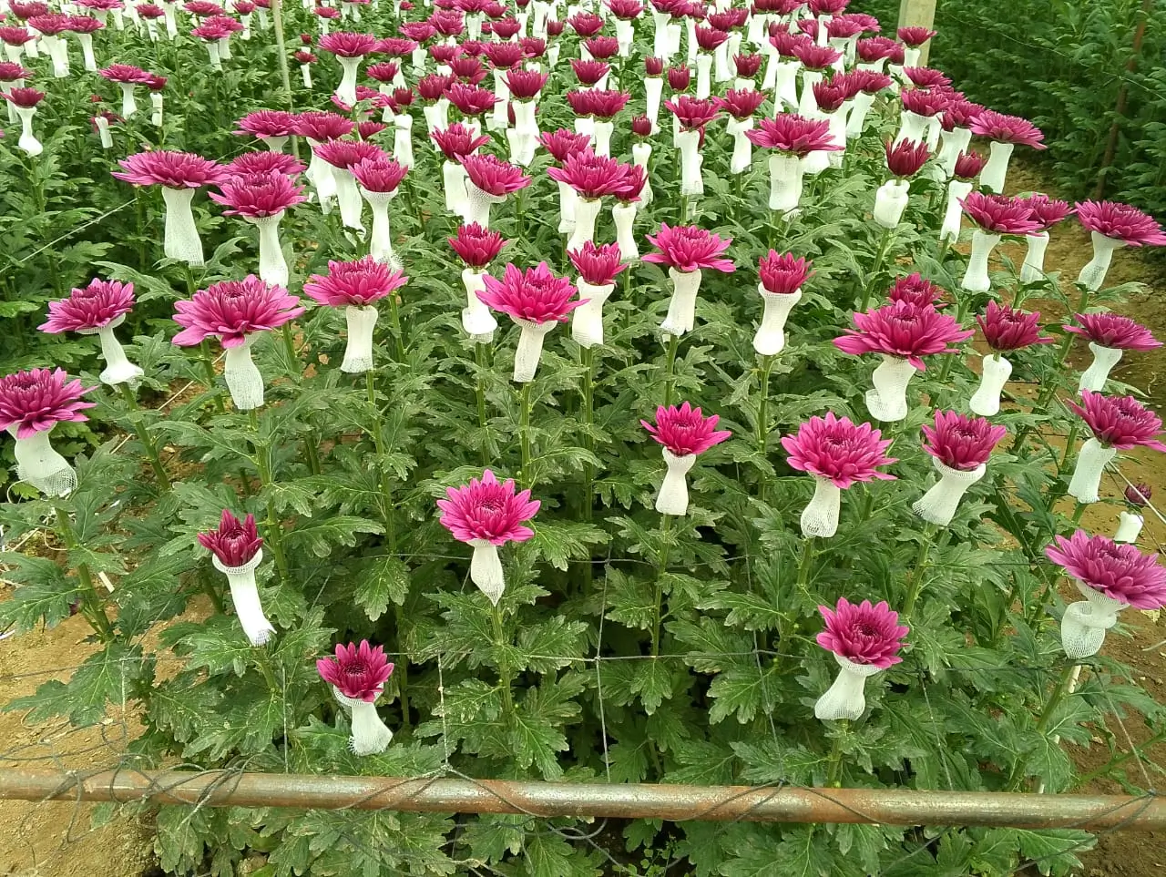 Bio Organic Limited (2)