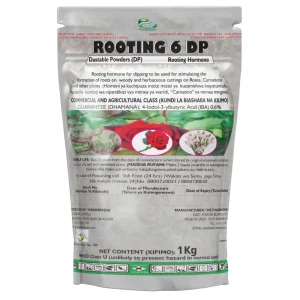 Rooting 6 DP