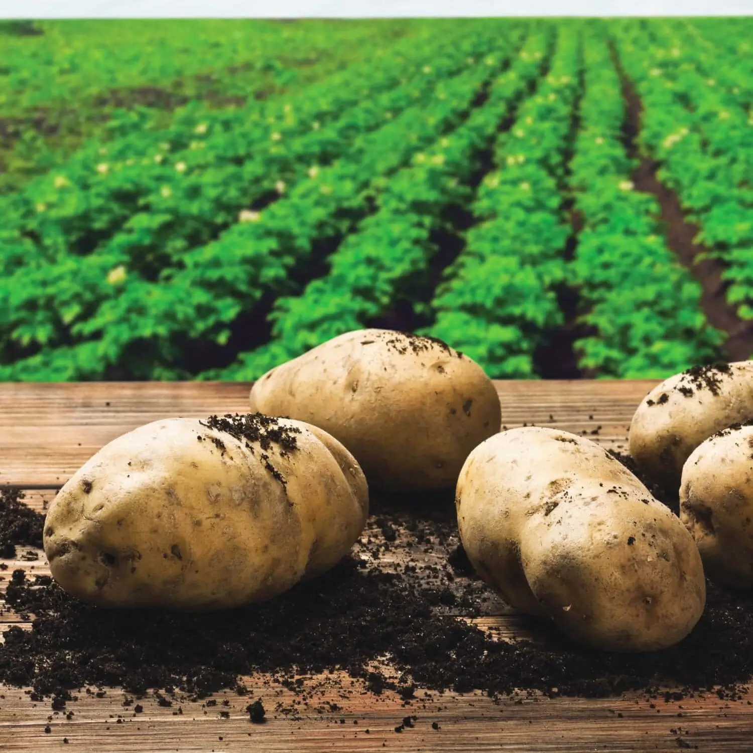 potattoes